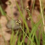 Carex oxyandra
