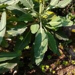 Brassica insularis Leaf