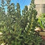 Crassula rogersii Hoja