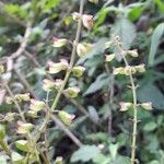 Ocimum carnosum Blüte