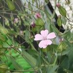 Vaccaria hispanica その他の提案