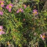 Coreopsis rosea Leaf