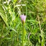 Epilobium palustreFlower