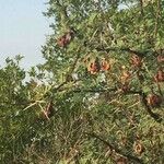 Vachellia exuvialis Habit