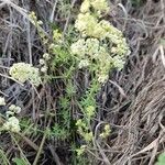 Galium lucidum Hàbitat