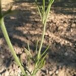 Delphinium pubescens Leaf