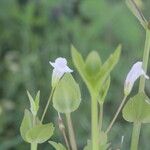 Lindernia dubia Floare