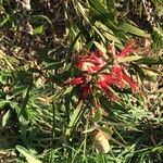 Callistemon viminalis Leaf