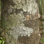 Macoubea guianensis Кора