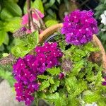 Verbena rigidaFlower