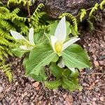 Trillium ovatum फूल