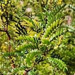 Acacia terminalis ഇല