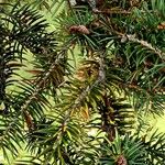 Picea polita Leaf