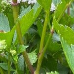 Ligusticum scothicum Azala