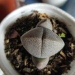 Pleiospilos nelii Leaf