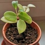 Peperomia serpens Leaf