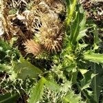 Cirsium acaulon पत्ता