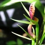 Cryptostylis arachnites 整株植物