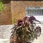 Amaranthus dubius 花