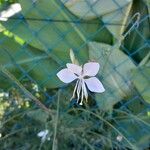 Oenothera lindheimeriപുഷ്പം