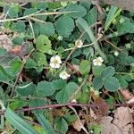 Potentilla sterilis Habit