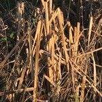 Typha latifolia Лист