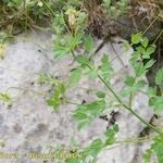 Thalictrum macrocarpum Egyéb