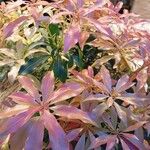 Pieris japonicaBlad