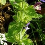 Salvia viridis Leaf