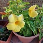 Allamanda cathartica Žiedas