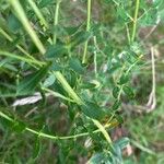 Hypericum perfoliatum Листок