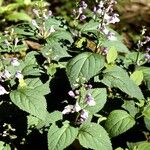 Scutellaria integrifolia 整株植物