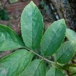 Sambucus canadensisLeaf