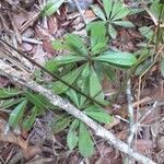 Manilkara sulcata Leaf