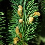 Picea abies List