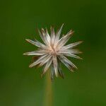 Tridax procumbens Floare