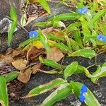 Commelina ensifolia 整株植物