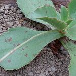 Kalanchoe gastonis-bonnieri Ліст