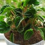 Peperomia caperataFulla