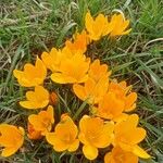 Crocus chrysanthus Λουλούδι