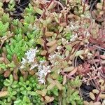 Sedum album Elinympäristö