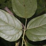 Mucuna mutisiana Feuille