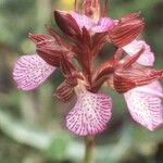 Anacamptis papilionacea Flor
