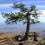 Pinus cembroides Habitus