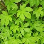 Hydrastis canadensis Leaf