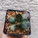 Adromischus cooperi Lapas