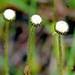 Leucanthemum ircutianum Vekstform