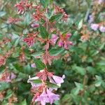 Abelia grandifloraŽiedas