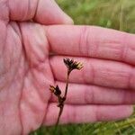 Juncus squarrosus Frutto