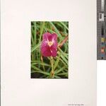 Siphonochilus pleianthus Flower